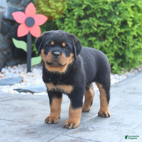 Rottweiler dogs for sale - Ad 1