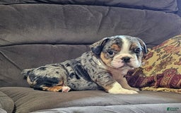 English Bulldog dogs for sale: Mini Bulldog Sprinkles - Image 6