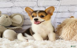 Welsh Corgi Pembroke dogs for sale: Lyla - Image 1