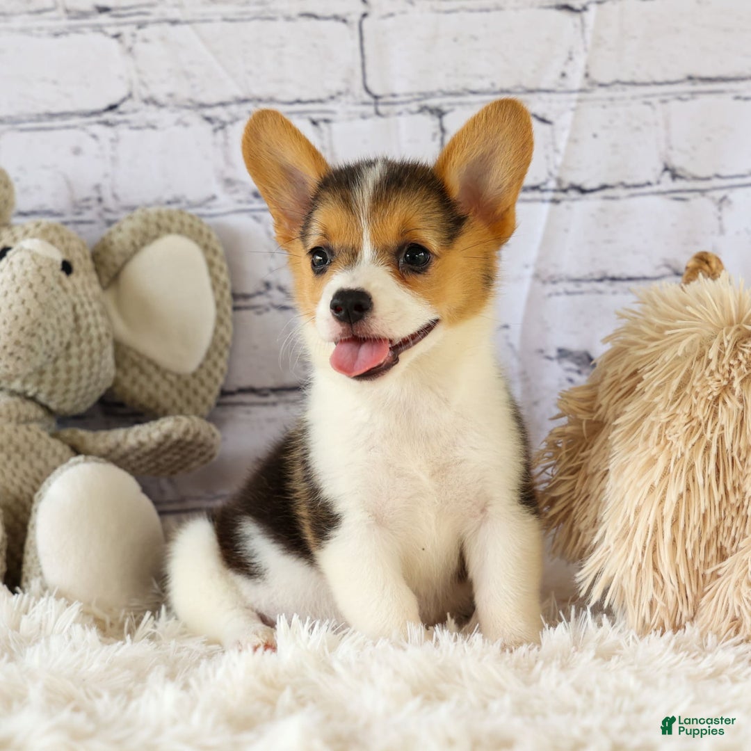 Welsh Corgi Pembroke dogs for sale: Lyla - Image 1