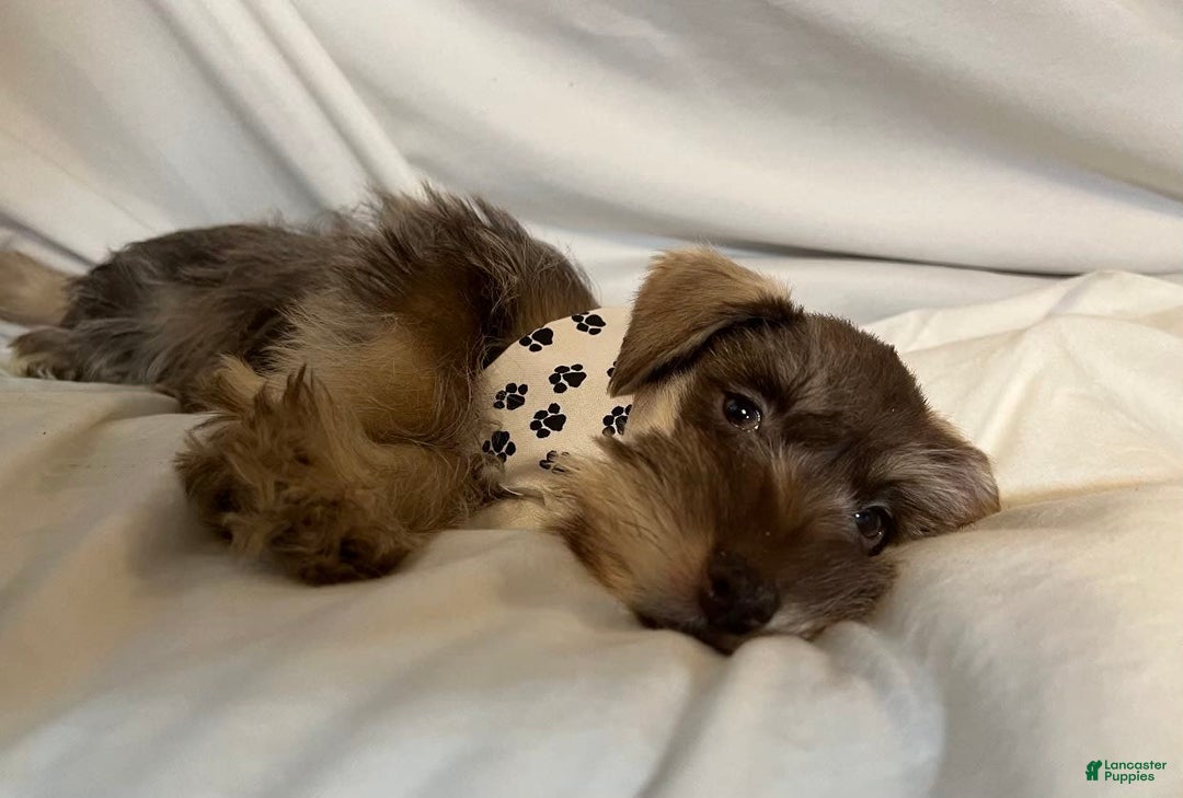 Miniature Schnauzer dogs for sale: Izzy - Image 2