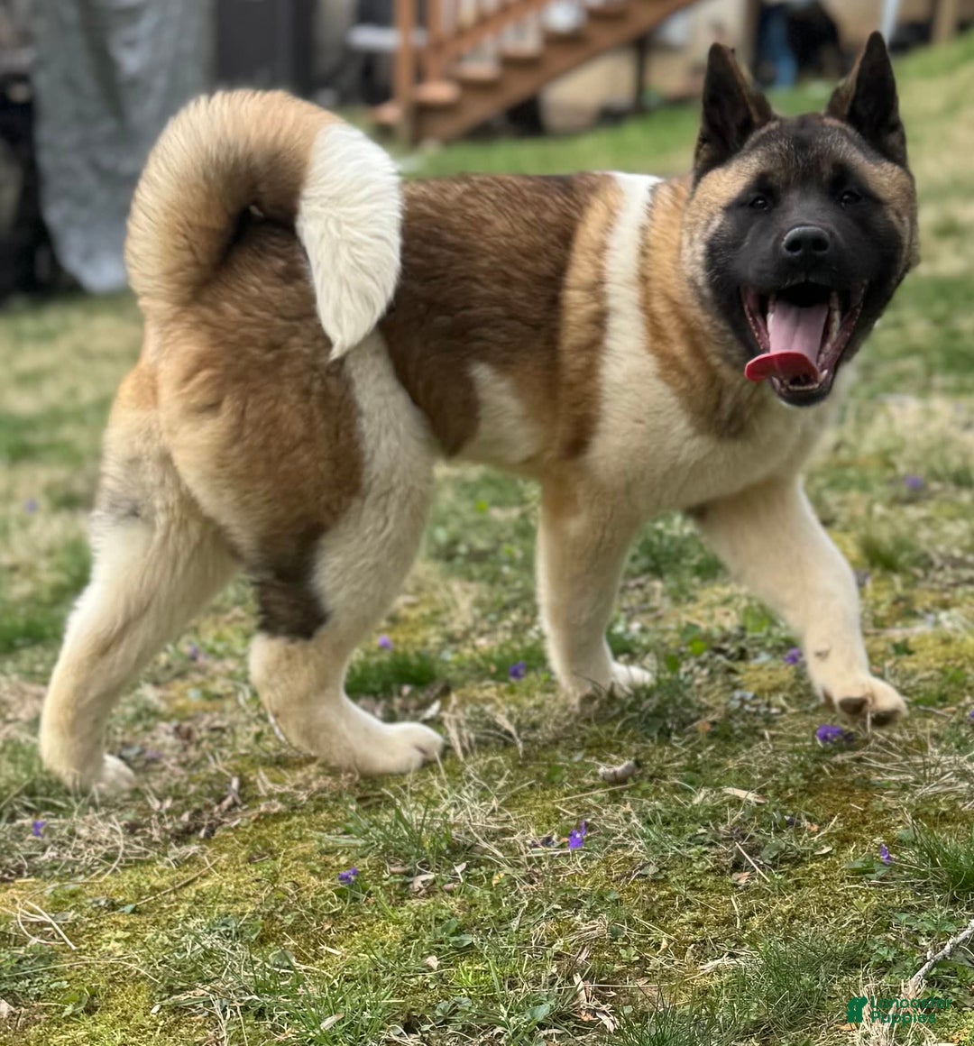 Akita dogs for sale: Nala - Image 7