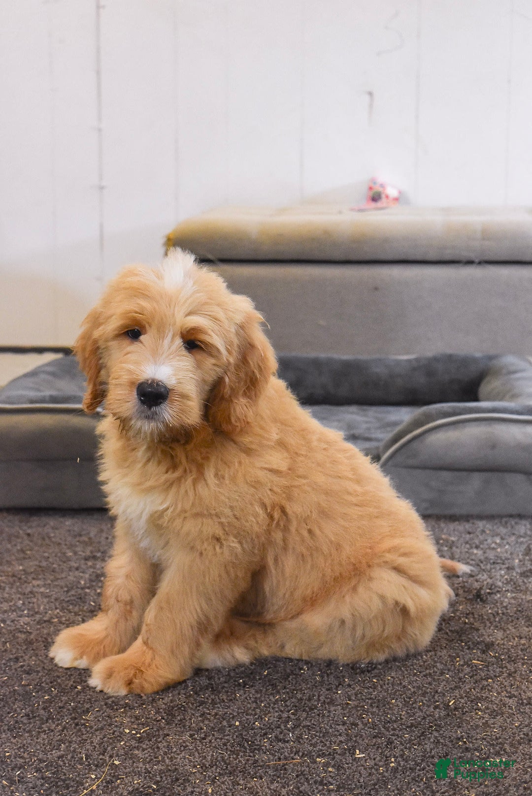 Goldendoodle dogs for sale: Goldendoodle 6 puppies - Image 6
