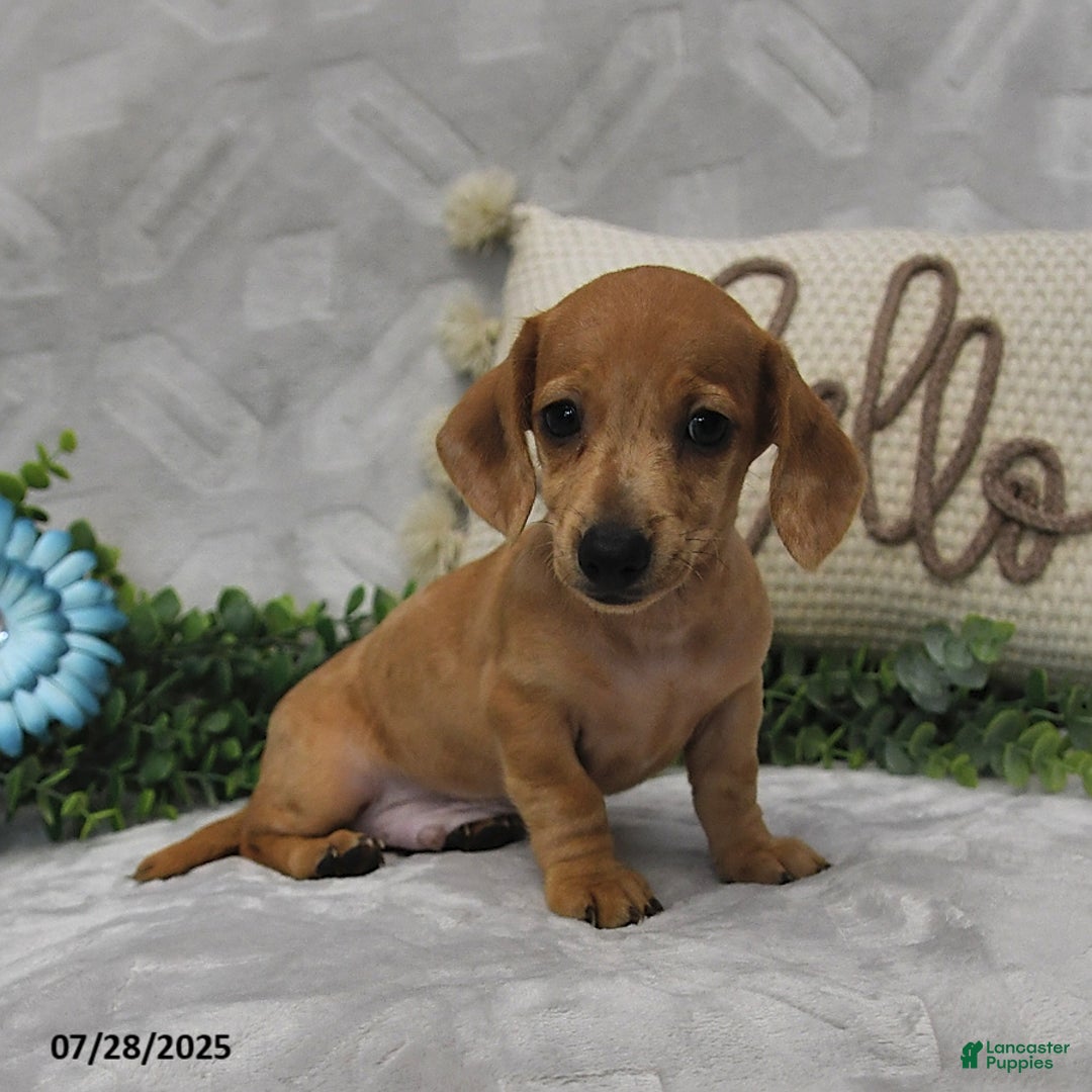 Miniature Dachshund dogs for sale: Dawson - Image 4