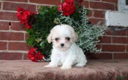 Cavapoo dogs for sale: Ashley - Image 3