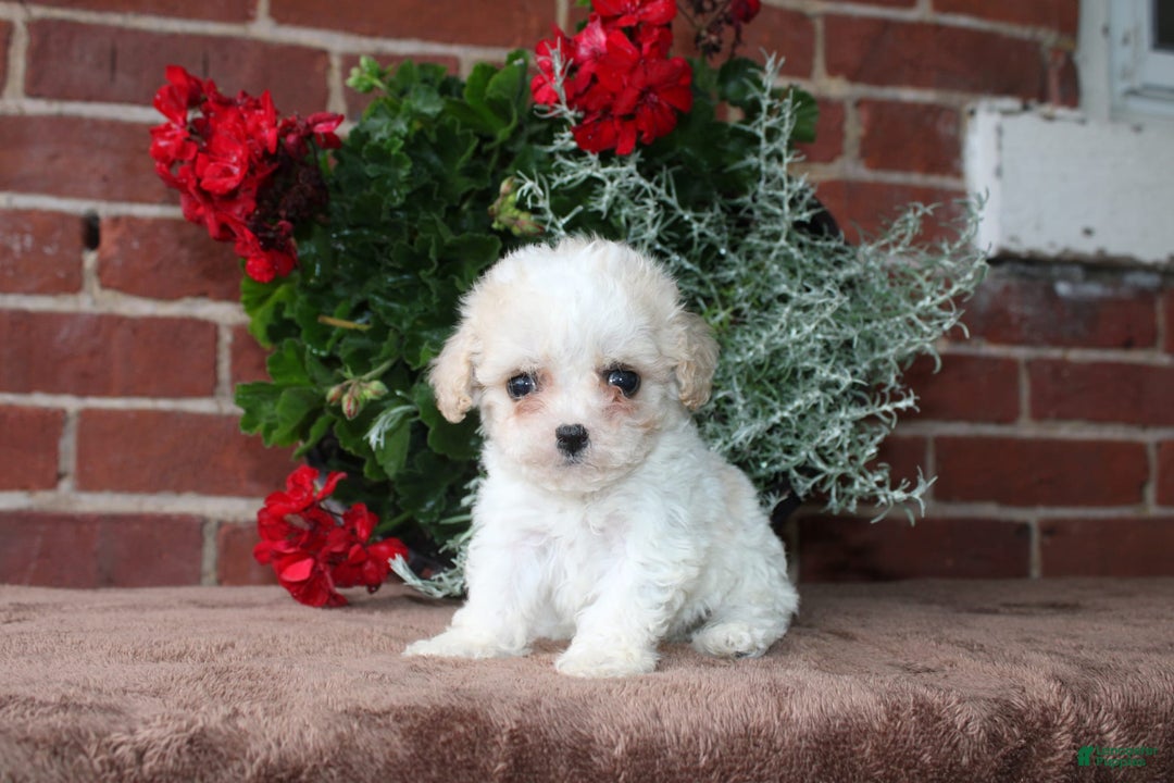 Cavapoo dogs for sale: Ashley - Image 3