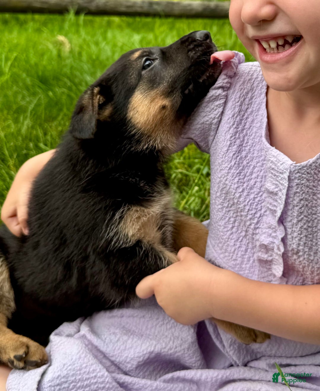 German Shepherd dogs for sale: Drama Girl - Image 12