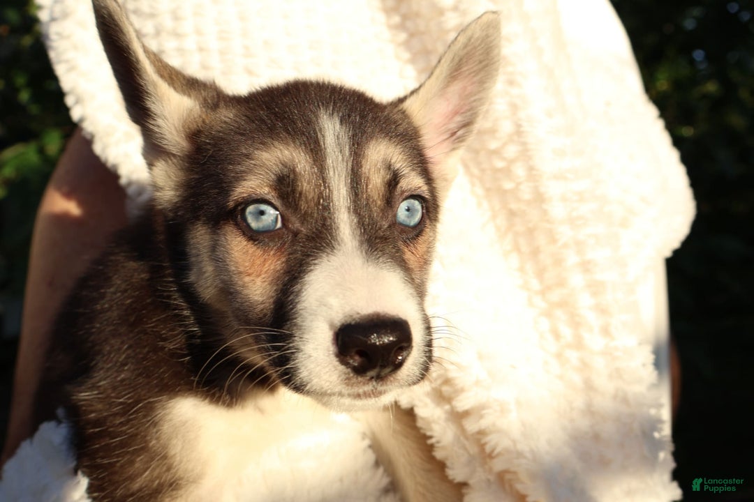 Gerberian Shepsky dogs for sale: Sheba - Image 3