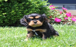 Cavalier King Charles Spaniel dogs for sale: Boomer - Image 8