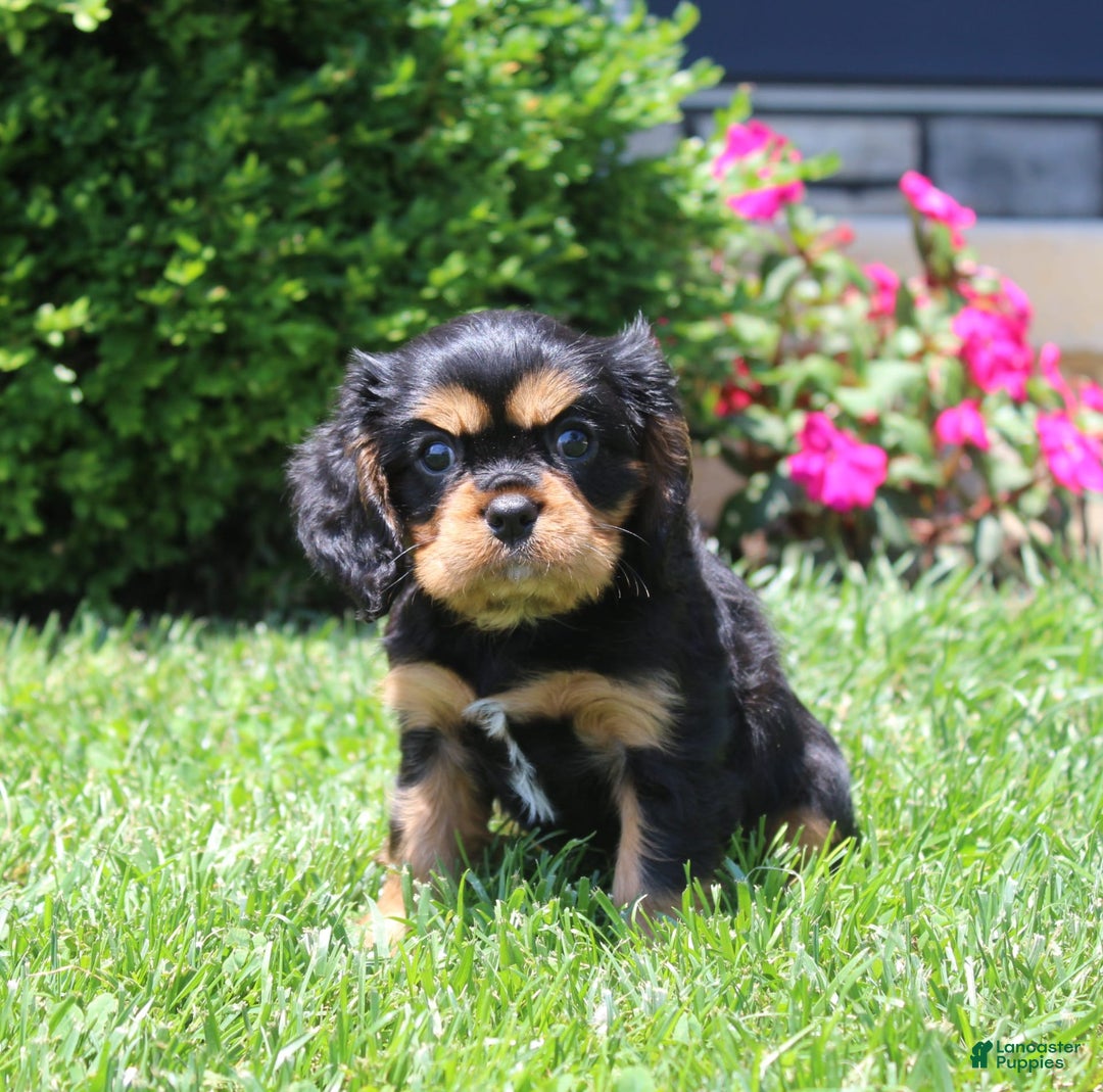 Cavalier King Charles Spaniel dogs for sale: Boomer - Image 8