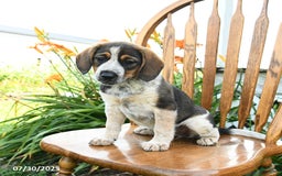 Beagle dogs for sale: Lucy - Image 2