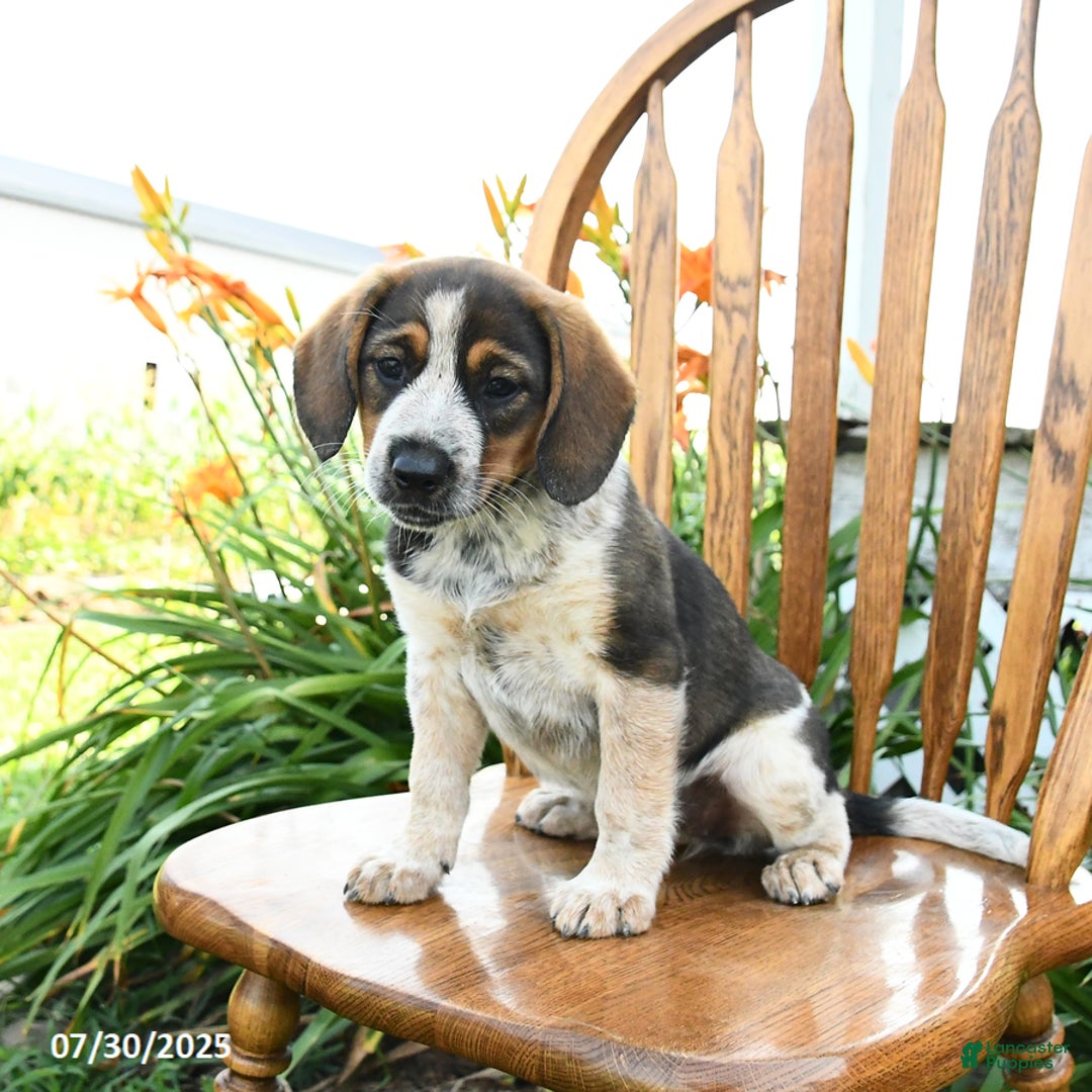 Beagle dogs for sale: Lucy - Image 2
