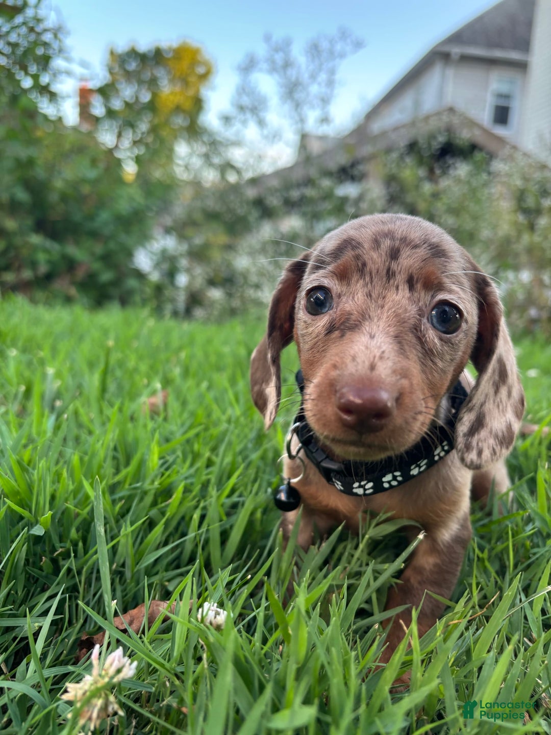 Miniature Dachshund dogs for sale: Feta - Image 1