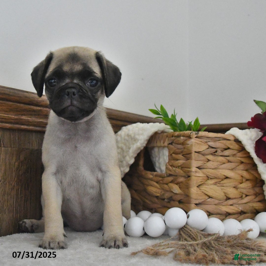 Puggle dogs for sale: Sunflower - Image 2