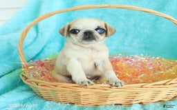 Pug dogs for sale: Peaches - Image 1