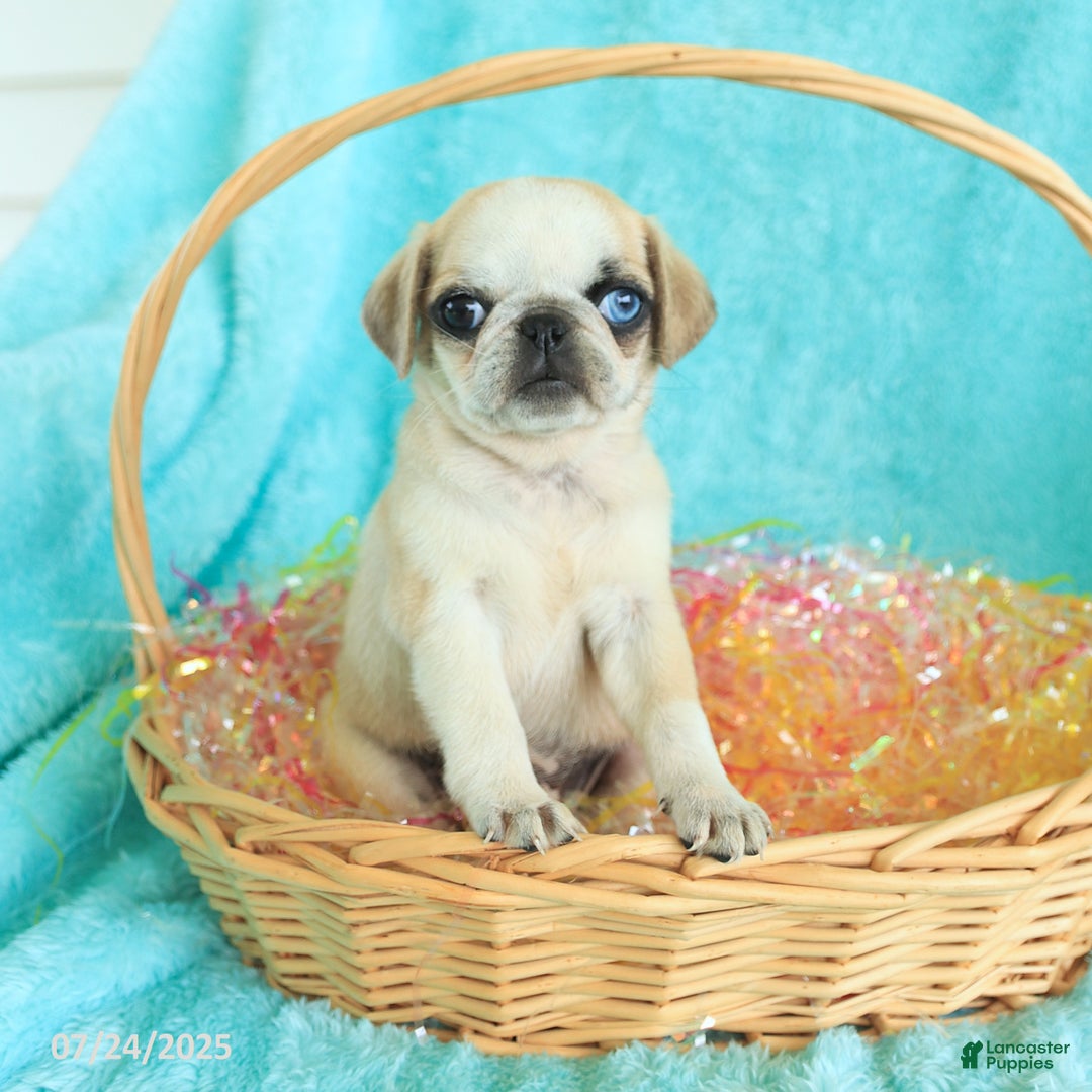 Pug dogs for sale: Peaches - Image 1