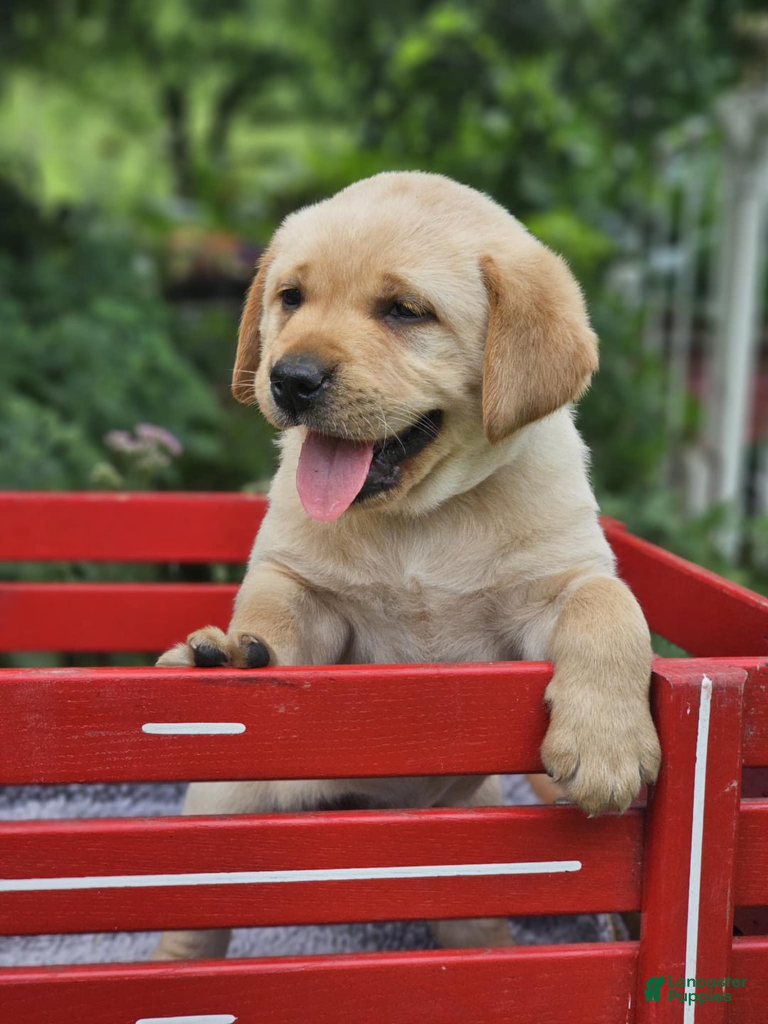 Labrador Retriever dogs for sale: Rainey - Image 1