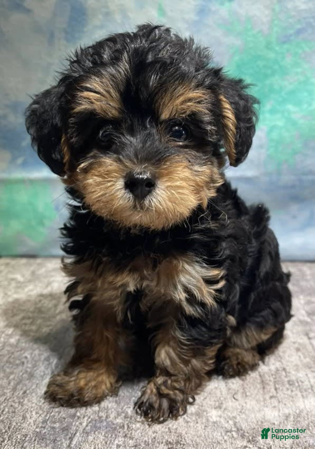 Yorkiepoo dogs for sale: Sully - Image 1