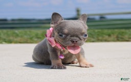 French Bulldog dogs for sale: Myra - Image 4