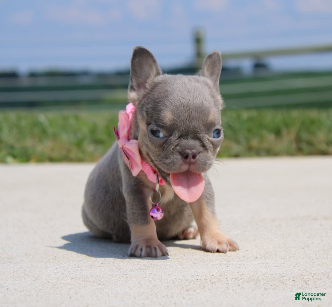 French Bulldog dogs for sale: Myra - Image 4