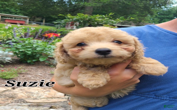 Bichpoo dogs - Advert 23
