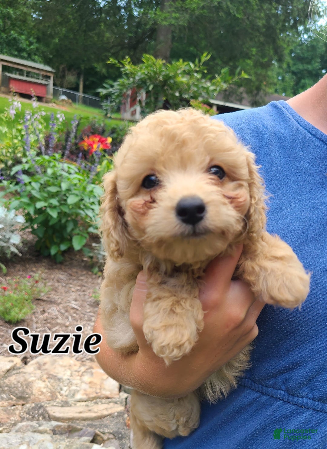 Bichpoo dogs for sale: Suzie - Image 5