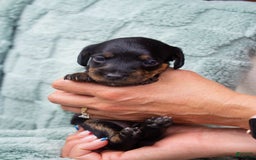 Doxiepoo dogs for sale: Bingo - Image 1