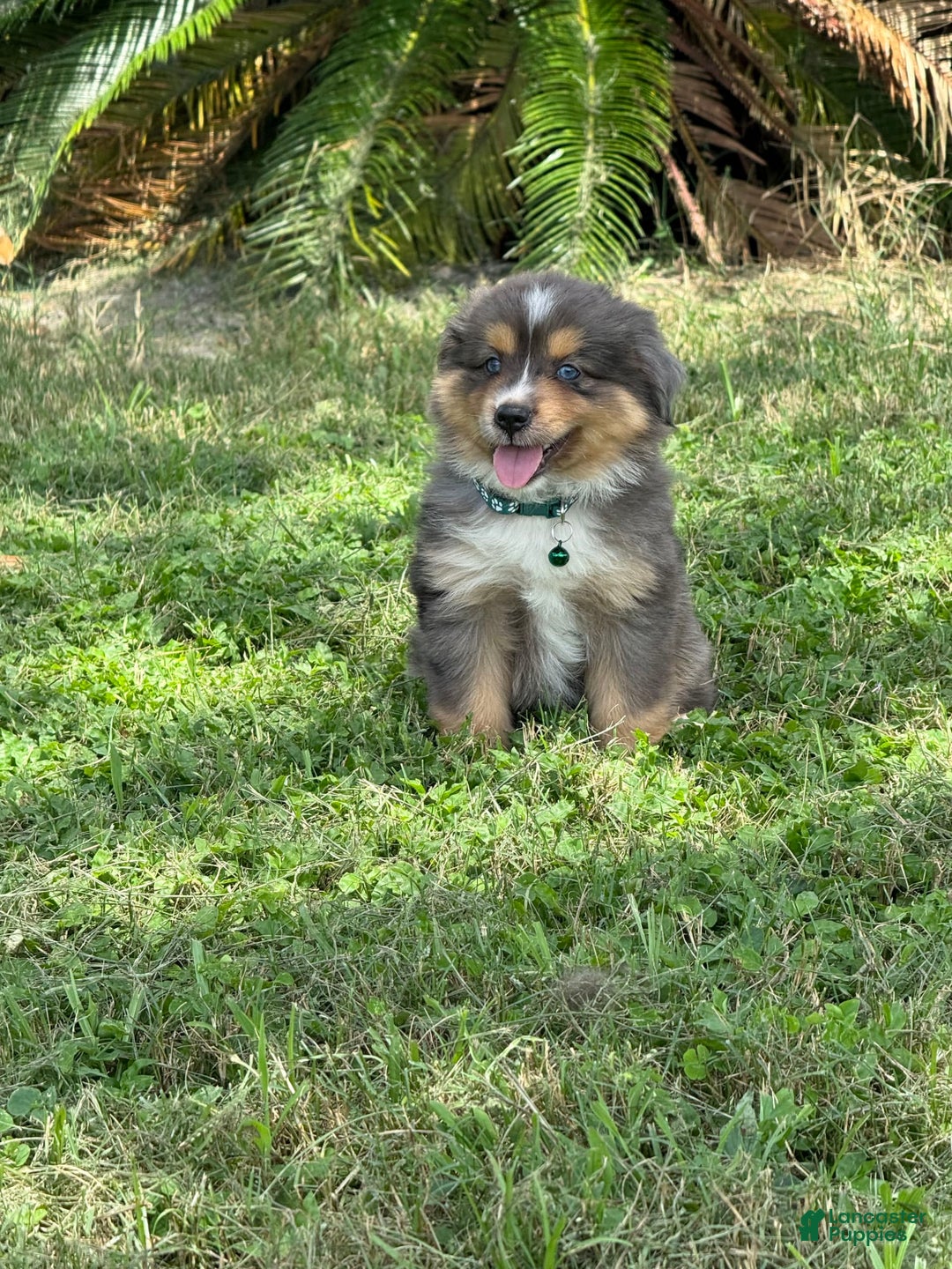  dogs for sale: Toy Australian Shepherd 2 puppies - Image 8