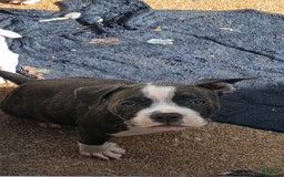 American Bully dogs for sale: Stella - Image 4