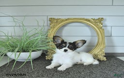 Papillon dogs for sale: Quinn - Image 12
