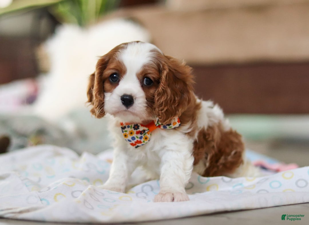 Cavalier King Charles Spaniel dogs for sale: Shiloh - Image 4