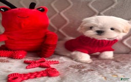 Maltese dogs for sale: Leo - Image 2