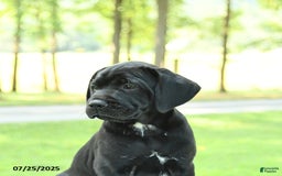 Cane Corso dogs for sale: Marigold - Image 1