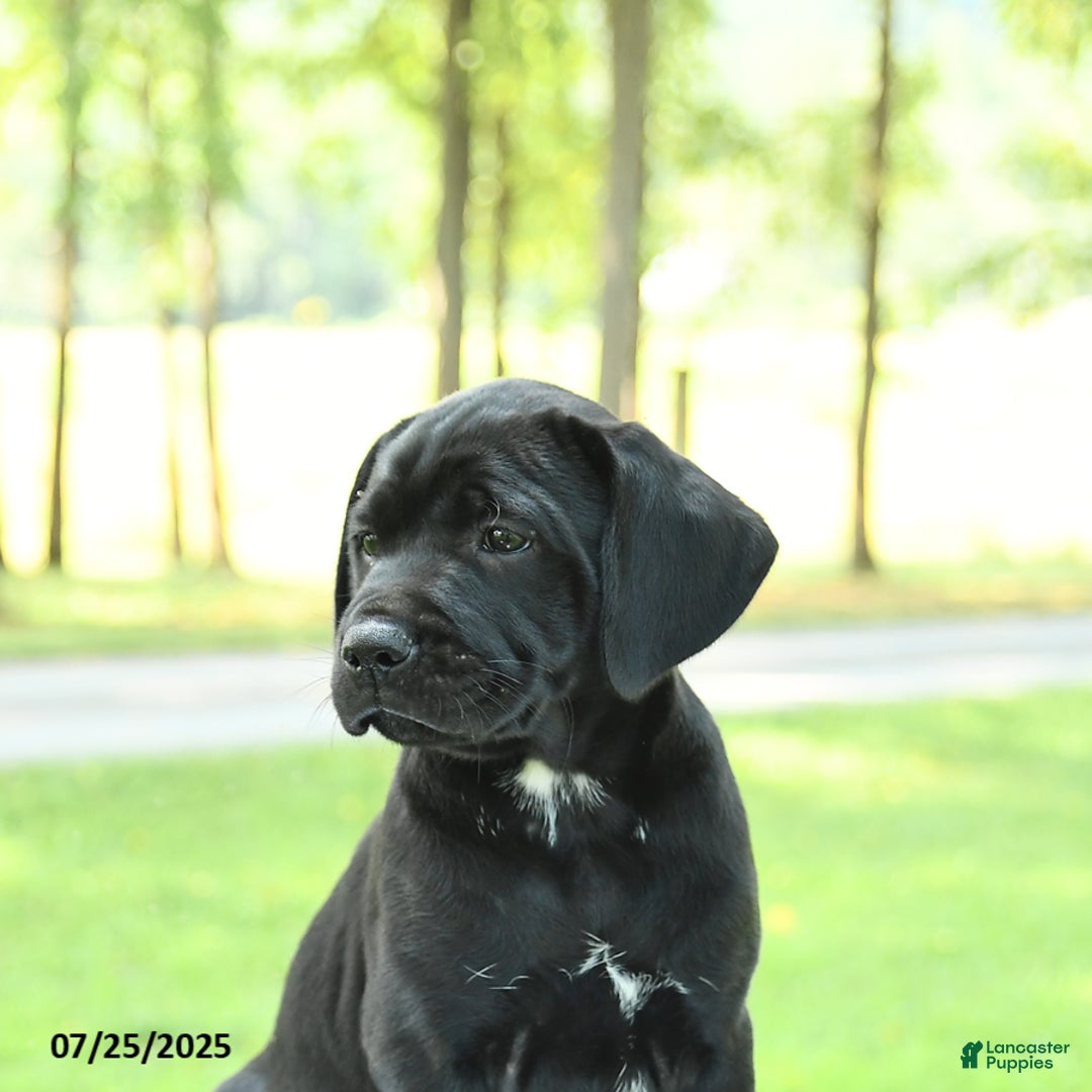 Cane Corso dogs for sale: Marigold - Image 1