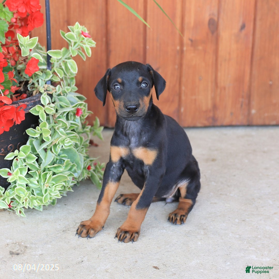 Doberman Pinscher dogs for sale: Destiny - Image 4