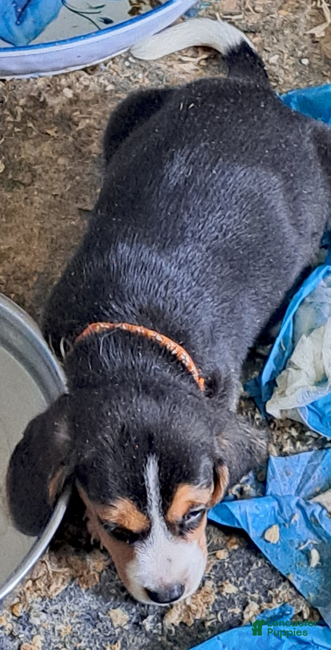 Beagle dogs for sale: Little Boy  4 - Image 2