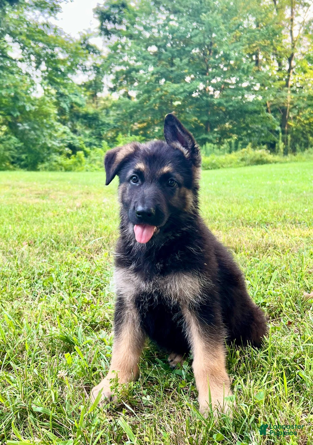 German Shepherd dogs for sale: Libby - Image 1