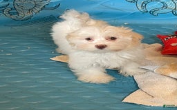 Havanese dogs for sale: Helen - Image 8