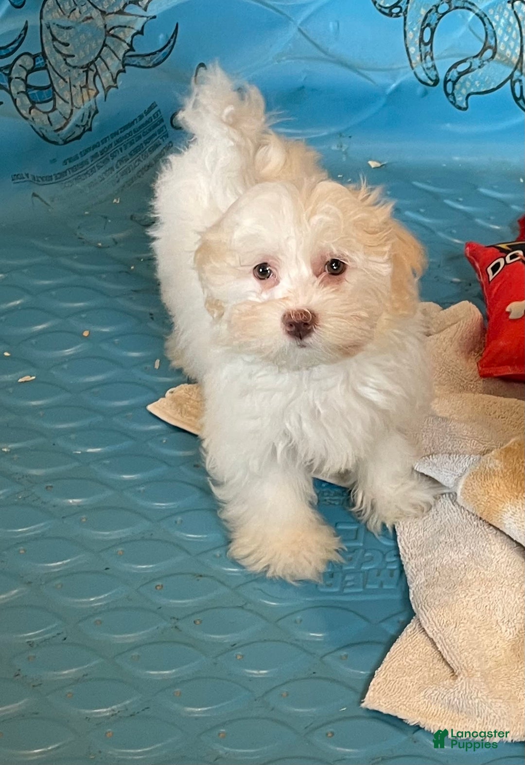 Havanese dogs for sale: Helen - Image 8