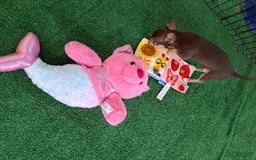Chihuahua dogs for sale: Toy Bella - Image 6