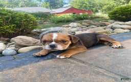 English Bulldog dogs for sale: Danny - Image 9