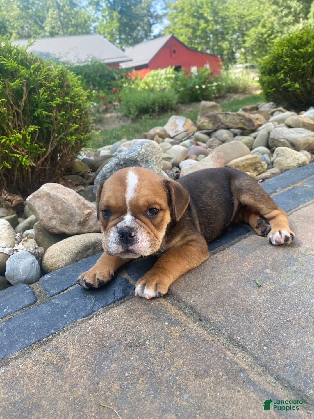 English Bulldog dogs for sale: Danny - Image 9