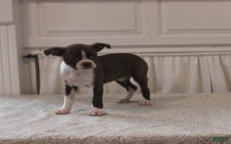 Boston Terrier dogs for sale: Sugar - Image 2