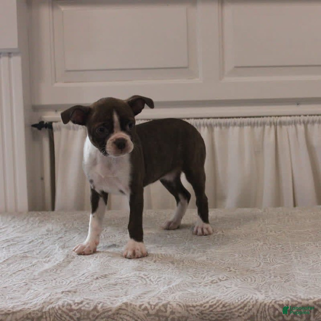 Boston Terrier dogs for sale: Sugar - Image 2