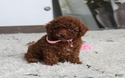 Toy Poodle dogs for sale: Elena - Image 25