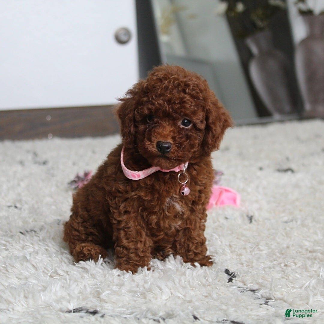 Toy Poodle dogs for sale: Elena - Image 25