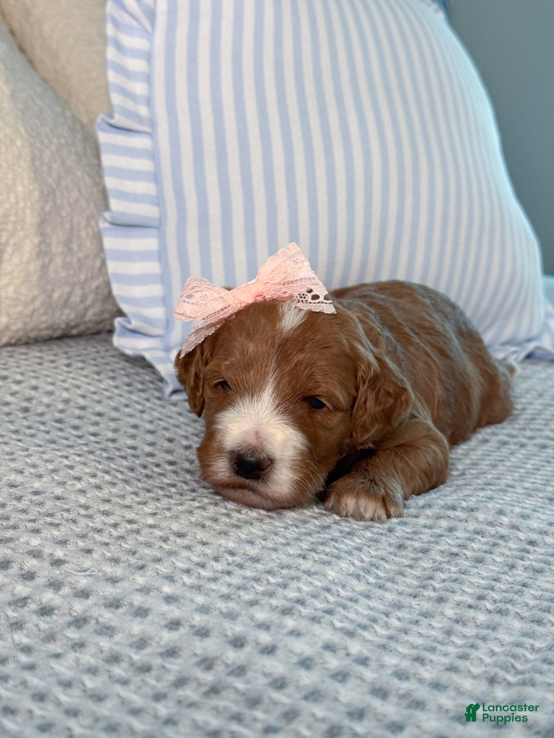 Goldendoodle dogs for sale: Charlotte - Image 18