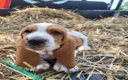Basset Hound dogs for sale: Buster - Image 1