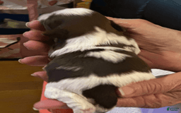 Shih Tzu dogs for sale: Lilly - Image 2