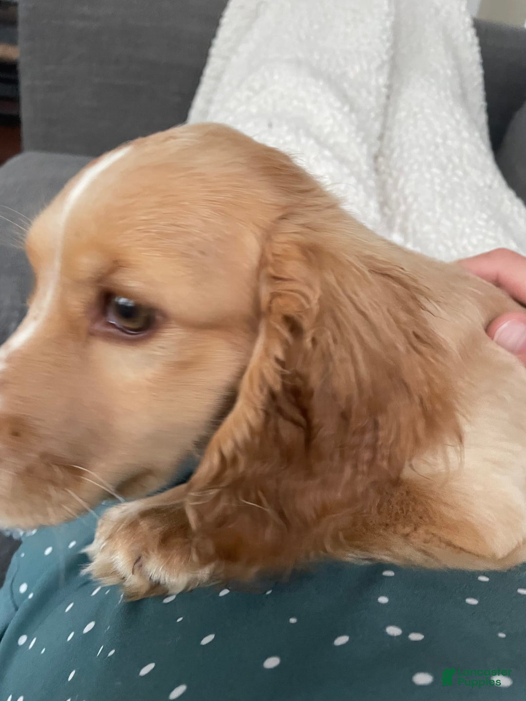 Dachshund dogs for sale: Sandy - Image 5